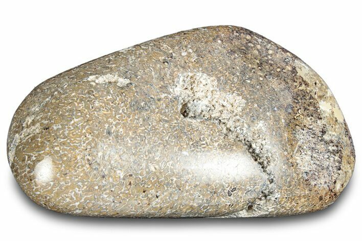 Polished Dinosaur Bone (Gembone) - Morocco #287532